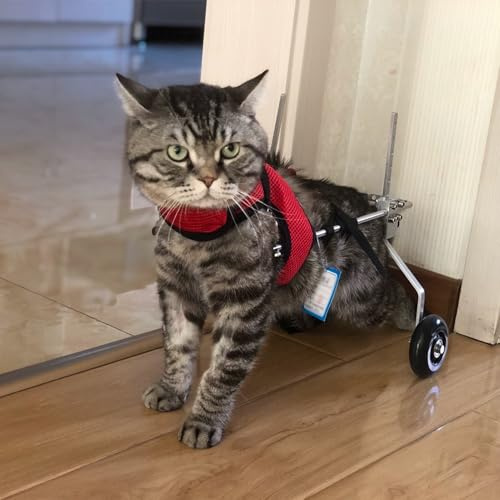 EXCLURA Hunderollstuhl Verstellbarer 2-Rad-Rollstuhl für Katzen/Haustiere, Mobilitätshilfe für Kätzchen mit Gelähmtem Hinterbein, Leichter Kleiner Hundewagen, Kleine, Mittlere und Große Größe(Size L)