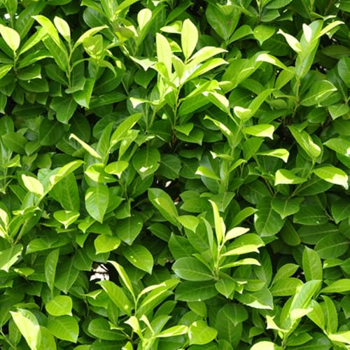 YouGarden Cherry Laurel, Evergreen Hedging Plant in 3 Litre Pot, Fast Growing Garden Shrub