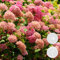 2x Hydrangea arborescens 'Pink Annabelle' - Hortensie - Strauch - Winterherz – ⌀19 cm - 40-50 cm