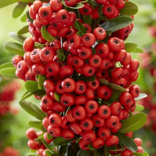 Pyracantha coccinea 'Red Star' Firethorn – Low Thorn Variety, Evergreen Shrub with White Blooms and Red Berries – Ideal for Hedges, Wall Trains, 2X 9cm Potted Plants by Thompson & Morgan