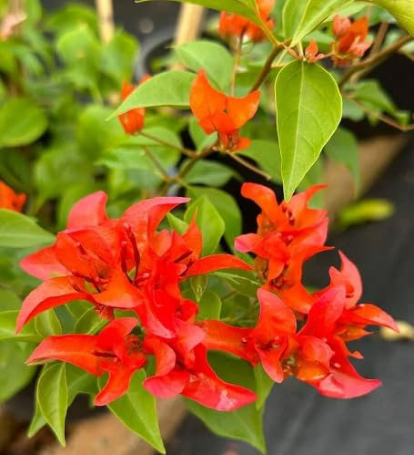Nouvelles graines fraîches de fleurs de bougainvilliers rouges 50 pièces