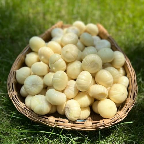 bulbi d'aglio resistenti - cucina con orto di erbe aromatiche piantine d'aglio da piantare piante decorative per aiuole di erbe aromatiche piante da appartamento esotiche in vaso 3pcs