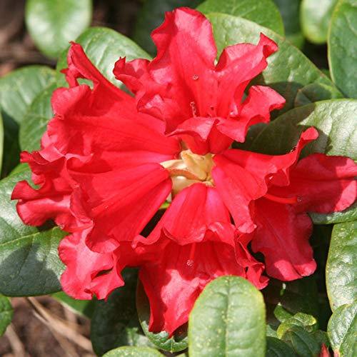 Rhododendron 'Scarlet Wonder' - Kompakter Wuchs mit leuchtend roten Blüten - 20-30 cm Topf