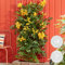 2x Campsis Gold Trompete – Trompetenblume – Schlingpflanze – Winterhart – ⌀15 cm – 60-70 cm
