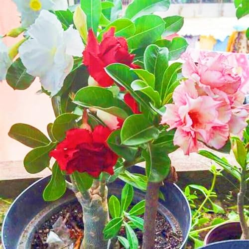 WüStenrosenknolle-Winterhart MehrjäHrig,Adenium Obesum Pflanze,Wüstenrose Rhizome,WüStenrose Pflanze,Wüstenrose Pflanze Im Topf,Bonsai-Pflanzen-1knolle-b