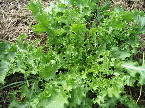 1000 SALAD KING ENDIVE Italian Chicory Greens Cichorium Endivia Vegetable Seeds