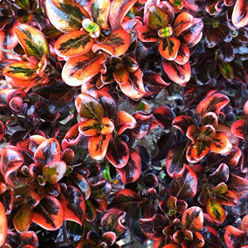 GardenersDream Coprosma Tequila Sunrise Plant in Pot - Colourful Outdoor Garden Ready Evergreen Plant - All Year Round Shrub - Beautiful Outdoor Plants for Gardens and Patios (15-25 cm, incl. 9cm Pot)