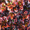 GardenersDream Coprosma Tequila Sunrise Plant in Pot - Colourful Outdoor Garden Ready Evergreen Plant - All Year Round Shrub - Beautiful Outdoor Plants for Gardens and Patios (15-25 cm, incl. 9cm Pot)