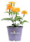 Pianta di Crossandra Infundibuliformis o Fiore del Fuoco pianta ornamentale tropicale da esterno o interno pianta vera fiore arancione venduta da eGarden.store