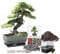 Pronto Seed Grow Your Own Bonsai Tree Kit with Glazed Ceramic Planter - Complete Indoor Growing Set with Pine, Sweet Gum & Red Bud Bonsai Seeds - Gardening Gift