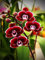 KGCFUNYP DIY 5d Diamant Painting Bilder Rote Phalaenopsis-Orchidee 5D Diamond Painting Full Set DIY Diamant Bilder Diamant Painting Kinder Stickerei Set Kreuzstich Bilder Wall Decoration 30 * 40cm