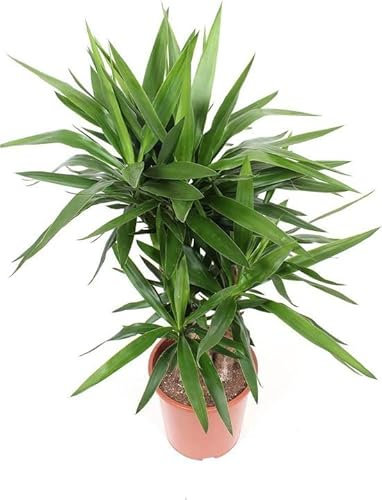 Yucca Elegans | DECOALIVE | Altura ± 100cm de Altura | Planta de Yuca