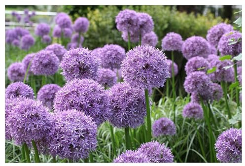 3 x Allium 'Globemaster' im 1 Liter Topf (Staude/Stauden/Mehrjährig/Winterhart) Riesen Zierlauch - Riesige Blütenkugeln für einen Wow-Effekt - Bienenfreundlich - Pflegeleicht - von Stauden Gänge