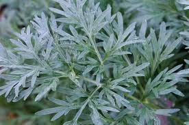 150 Samen Artemisia, Wermut (Artemisia Absinthium)