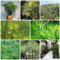 250 pcs papyrus pflanze samen - plant garten geschenke für frauen Cyperus papyrus, ausgefallene geschenke pflanzensamen zimmerpflanzen zimmerpflanzen wenig lichtbedarf deko wohnzimmer