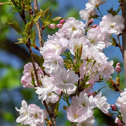 GARTEN SCHLÜTER® Säulen-Zierkirsche 'Amanogawa' (3-5 Liter Topf 40-60 cm)