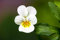 Viola Boxed Bedding 24 x White Garden Ready Violas (Live Plants)