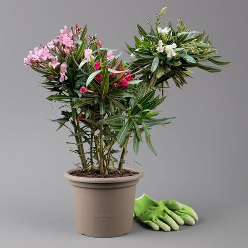 Oleander 'Trio' mehrfarbig, Topf-Ø 22 cm, Höhe ca. 60cm
