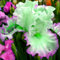 Seltene Iriszwiebeln, winterharte Blumenzwiebeln, Stauden, unverzichtbare Blumen für den Garten-10 zwiebeln-c