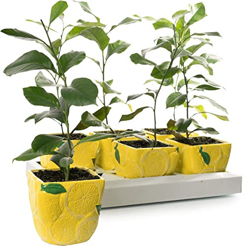 Potted Citrus Lemon Tree Houseplant | Evergreen Indoor Live Potted Plant | Fruit Plant for Conservatory, Living Room, Patio, Home, Office | 9cm Pot, 20-30cm Incl. Pot
