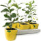 Potted Citrus Lemon Tree Houseplant | Evergreen Indoor Live Potted Plant | Fruit Plant for Conservatory, Living Room, Patio, Home, Office | 9cm Pot, 20-30cm Incl. Pot
