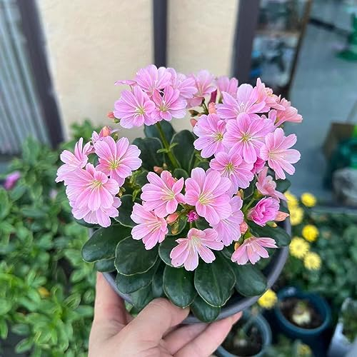 100 pcs lewisia pflanze samen - bienenwiese saatgut mehrjährig winterhart,Lewisia cotyledon, sommerblumen samen blumensamen geschenk balkon blumen bonsai samen hochbeete für garten