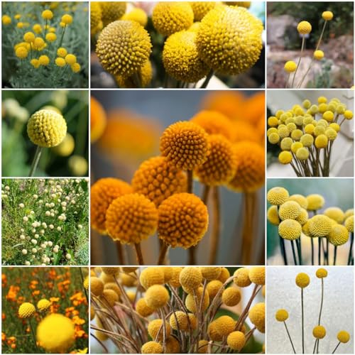 200 pcs trommelstock samen - kleine geschenke kräutergarten geschenk bienenweide Trommelstöckchen,Craspedia Globosa, gewächshaus balkon blumensamen bienenwiese seed winterharte stauden