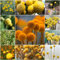 200 pcs trommelstock samen - kleine geschenke kräutergarten geschenk bienenweide Trommelstöckchen,Craspedia Globosa, gewächshaus balkon blumensamen bienenwiese seed winterharte stauden
