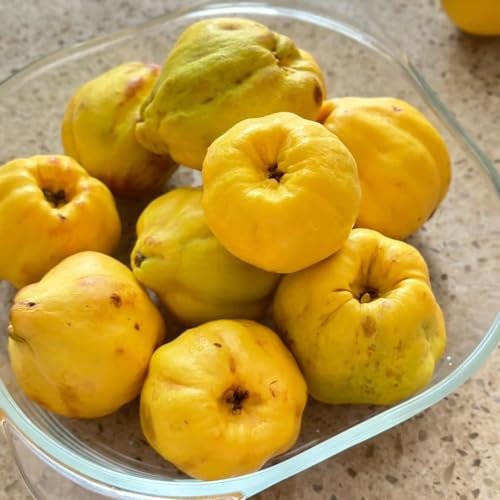 20 pcs quittenbaum winterhart samen, säulenobst, geschenke quittenbaum kaufen - Cydonia oblonga - winterharte pflanzen für garten, alte sorten saatgut winterharte pflanzen für balkon,