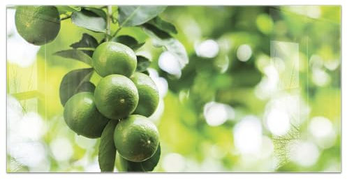 timalo Küchenbild aus Acrylglas modernes Wandbild Glasbild Deko Küche XXL Acryl-Bild wie Glas | 100x50cm Grüne Zitronen Blätter, Natur, Zitronenbaum