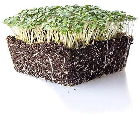 Mountain Valley Seed Co Yellow Mustard Microgreens Seeds 1 Lb ~192,000