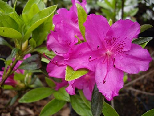Japanische Azalee Blaue Donau - Syn. Blue Danube - Rhododendron obtusum - 30-40cm