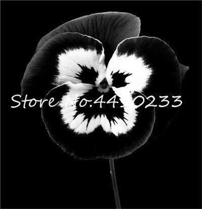 Kalash New 50 Pcs Pansy Flower Seeds for Gardening Black White