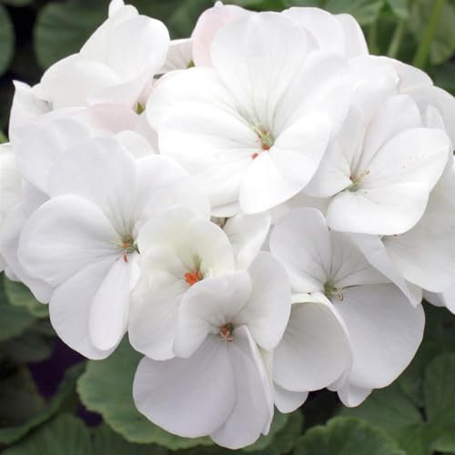 Perfect Plants - Geranium Plants White - 6 Pack Bedding Plants - Garden Ready Plants