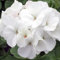 Perfect Plants - Geranium Plants White - 6 Pack Bedding Plants - Garden Ready Plants