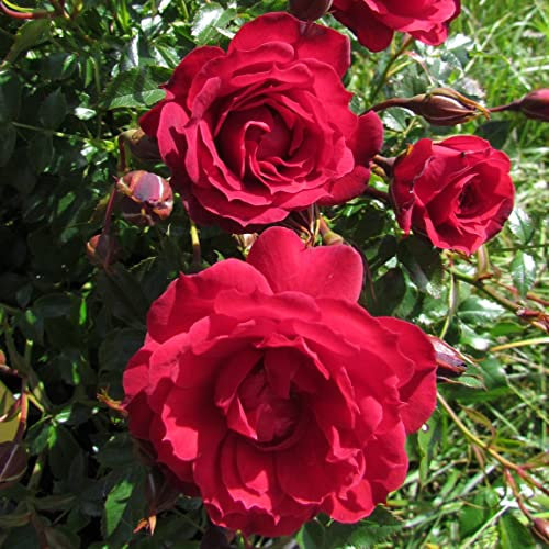 Special Grandpa - 5.5lt Potted Floribunda Garden Rose Bush - Bright Coral Red, Repeat Flowering Blooms
