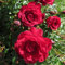 Special Grandpa - 5.5lt Potted Floribunda Garden Rose Bush - Bright Coral Red, Repeat Flowering Blooms