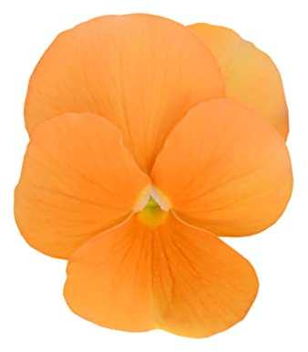 Winter Bedding Plants, 'Deep Orange', 20 x Full Plant Pack, Pansy Plants, Winter Pansies, Garden Flowers, Garden Ready and Ready to Plant, Premium Quality Flowers