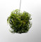 Tillandsien Pflanze - Luftpflanze echt - Air Plants - Tilldandsia - 1 x Luftplanze Ionantha Druide Busch - Bromeliengewächs - Bromelien - Pflanze ohne Erde - Trendyairplants - (ca. 15cm)