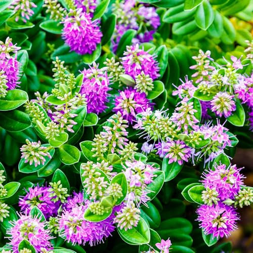 Hebe Nuova Zelanda Piante da Giardino Pronte per Esterni Arbusto Sempreverde Resistente in Vaso