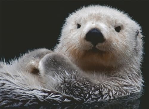 Ravensburger Puzzle 12000235 - Süßer Kleiner Otter - 500 Teile Puzzle für Erwachsene und Kinder ab 12 Jahren,