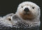 Ravensburger Puzzle 12000235 - Süßer Kleiner Otter - 500 Teile Puzzle für Erwachsene und Kinder ab 12 Jahren,