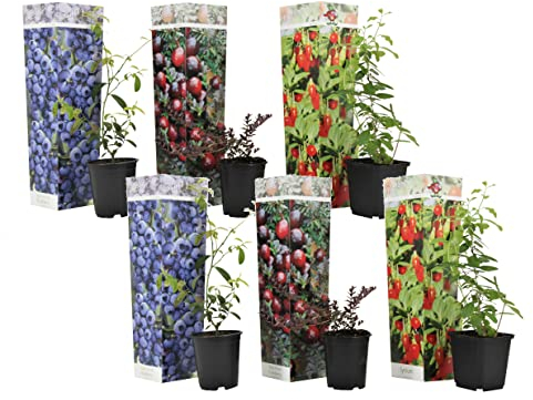 Plant in a Box - Superfrutti - Mix di 6 - Alberi da frutto - Mirtillo - Mirtillo rosso - Goji - Vaso 9cm - Altezza 25-40cm