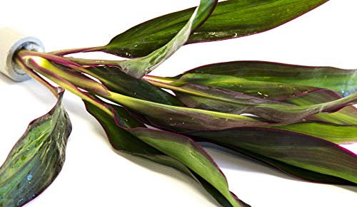 Lincolnshire Pond Plants Ltd - Cordyline 'Red Edge' - Live Aquarium Plants