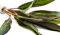 Lincolnshire Pond Plants Ltd - Cordyline 'Red Edge' - Live Aquarium Plants