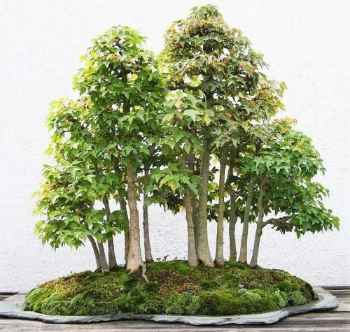 Samen-Bonsai-Mammutbaum