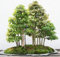 Samen-Bonsai-Mammutbaum