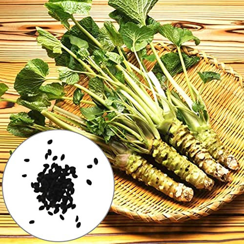 Luojuny Semillas de rábano Picante, 500 Piezas Productivas Bien adaptadas Fuerte vitalidad Nutritivas Tolerantes a la sequía Fácil germinación Jardín Comestible Vegetales Semillas de rábano pic