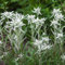 250 pcs edelweiss samen - winterfeste pflanzen für balkon kräutersamen Leontopodium alpinum,Alpen-Edelweiß nachhaltige produkte blumenwiese wildflower summer wildblumensamen bienenwiese