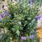 150 pcs strauchveronika winterhart samen - pflanzen samen, bio samen gastgeschenk blumensamen, balkon beet blumen für balkon, bio saatgut wildblumensamen, balkon pflanzen garten,